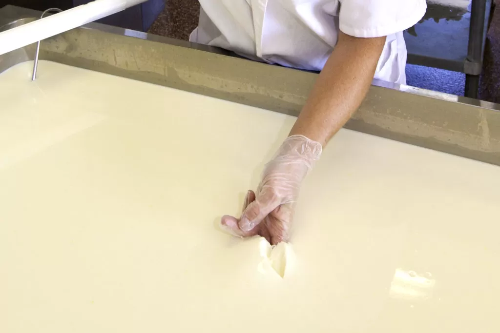 lait qui caille dans la fabrication du fromage